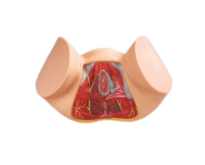Female Perineum Anatomical Model - Product Image