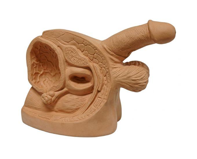 Advanced Male Internal and External Organs Catheterization Training Model - Product Image