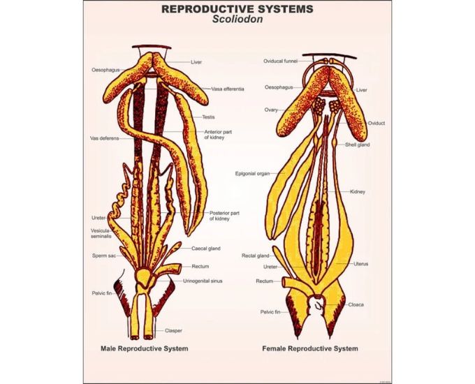 Pisces Educational Chart - Product Image
