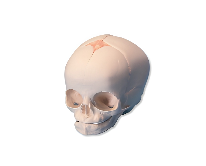Fetal Skull Model - Product Image