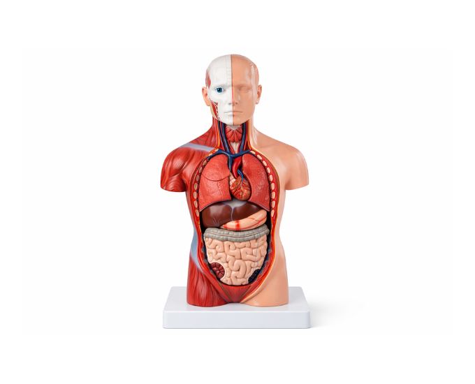 Human Unisex Torso Anatomy Model – 13 Parts - Product Image