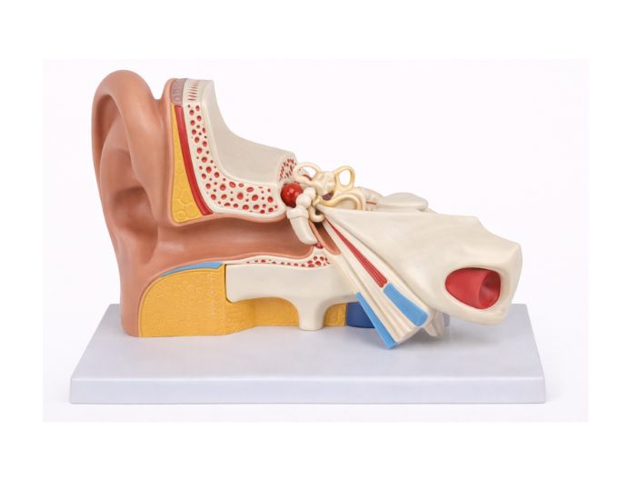 Human Ear Anatomy Model with Educational Card Option - Product Image