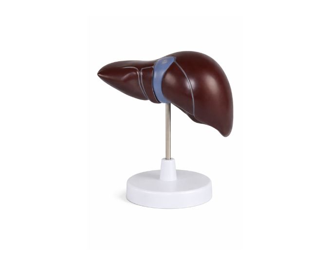 Human Liver Anatomy Model Natural Size with Base - Product Image