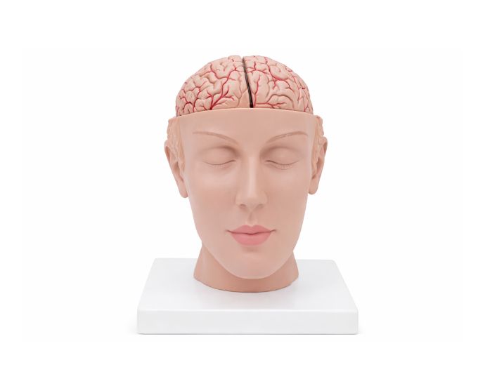 Dissection Model of Head with Brain
