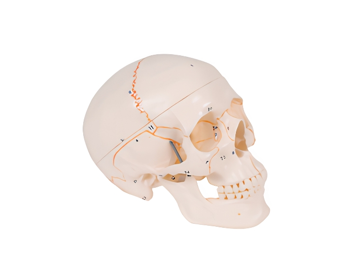 Anatomical Cranial Study Model (Painted Sutures) - Product Image