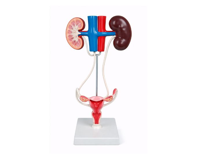 Female Urogenital Anatomy Model for Educational Demonstration - Product Image