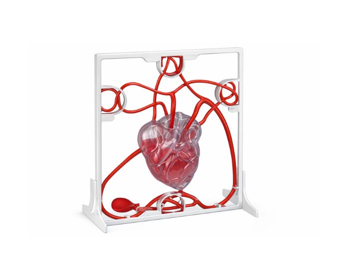 3D Pumping Heart Model with Blood Flow Simulation - Product Image