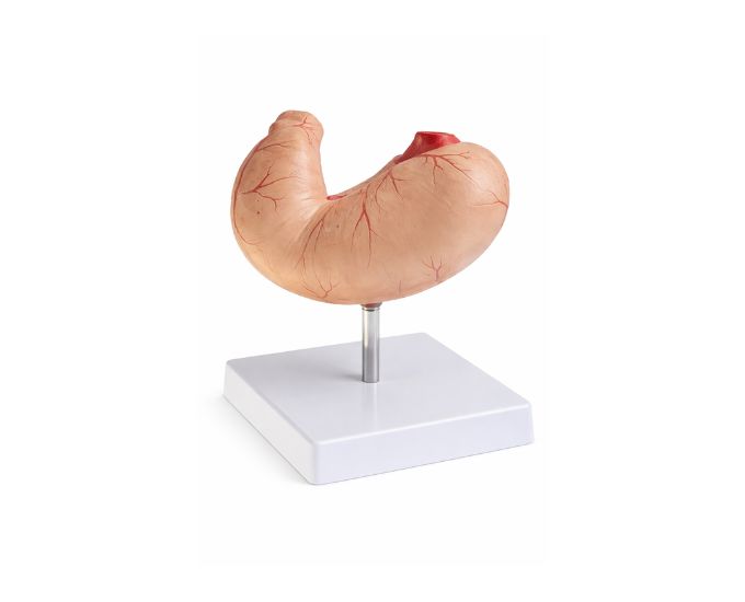 Human Stomach Dissection Model Life Size, 2 Sections - Product Image