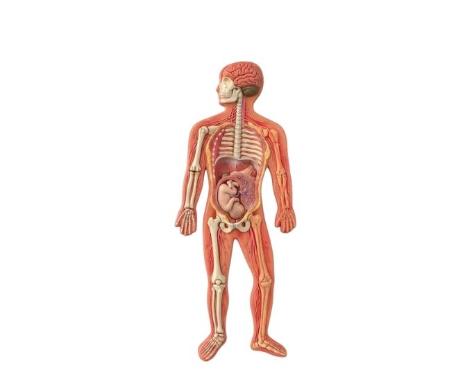 Human Nervous System Model - Product Image