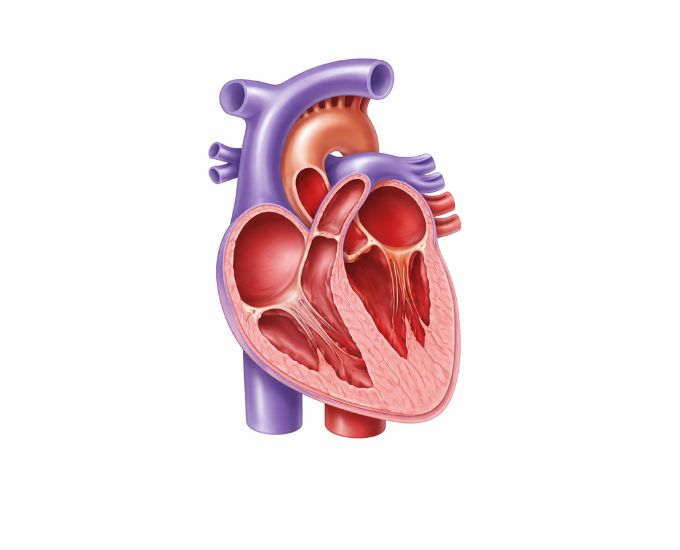 Interactive Heart and Blood Circulation Demonstration Model - Product Image