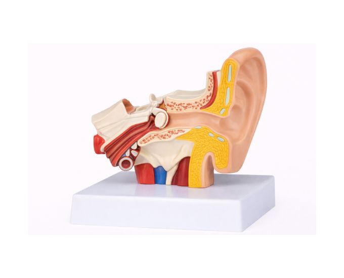 Desktop Human Ear Model 1.5 Times Enlarged for Anatomy Education - Product Image