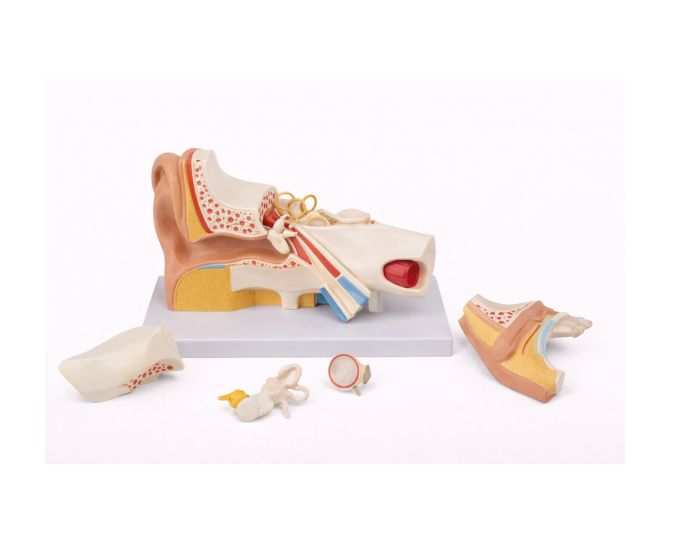 Human Ear Anatomy Model 5X Enlarged, 4 Parts - Product Image