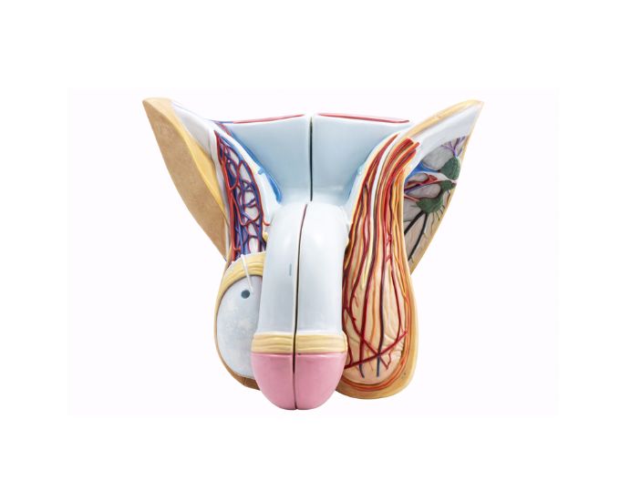 Male Genital Organ Anatomy Model for Medical Teaching and Study - Product Image