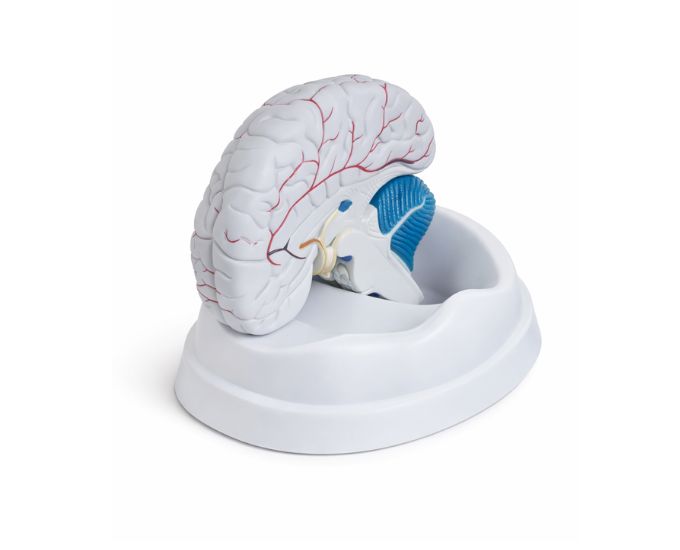 Human Brain Model Dissectable Into 3 Parts - Product Image 2