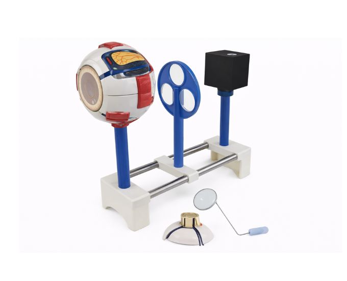 Eyeball Imaging Demonstrator Model - Product Image