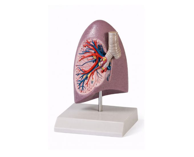 Right Lung Bronchus Dissection Anatomy Model - Product Image