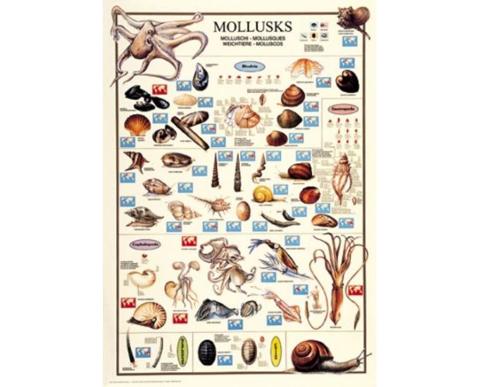 Mollusca Educational Chart - Product Image