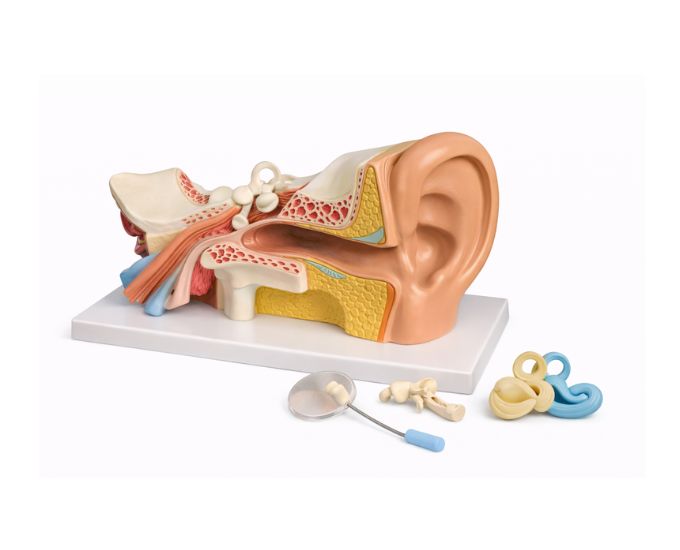 Human Ear Model 3 Times Enlarged 6 Parts for Anatomy Study