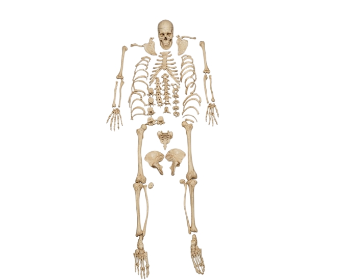 Disarticulated Human Skeleton (200 Bones) - Product Image