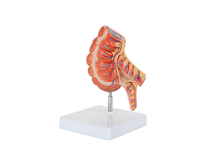 Appendix and Caecum Anatomical Model (2 Parts) - Product Image