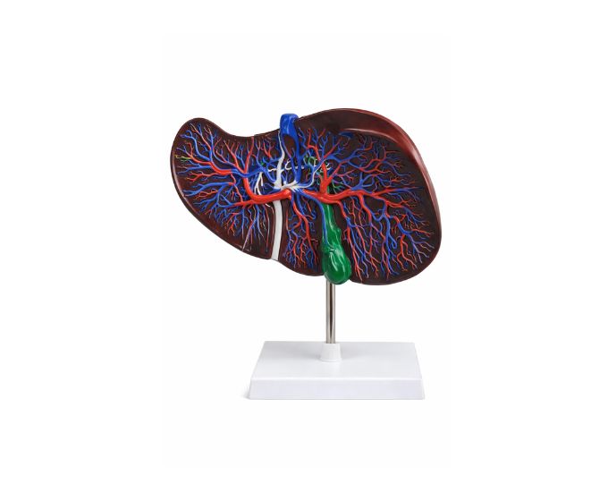 Liver Section Model with Gallbladder Life Size Anatomy - Product Image