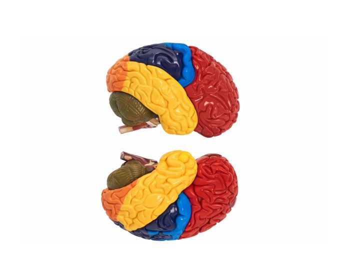 Human Brain with Different Areas Model - Product Image 2
