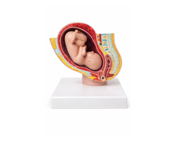 Human Female Pelvis Section Anatomy Model Life Size - Product Image