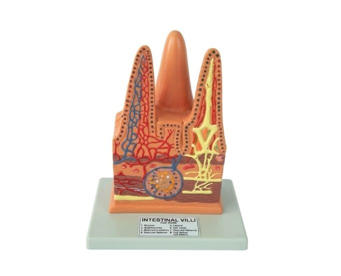 Human Intestinal Villus Model - Product Image