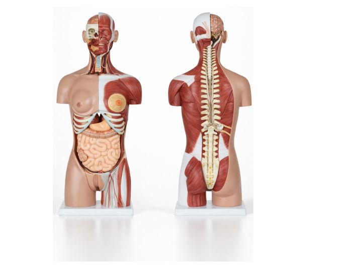 Muscular dual sex torso model with open back – 28 parts - Product Image
