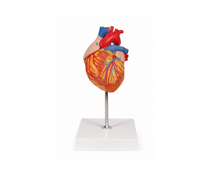 Human Heart Anatomy Model Life Size, 4 Parts – MT-131 - Product Image