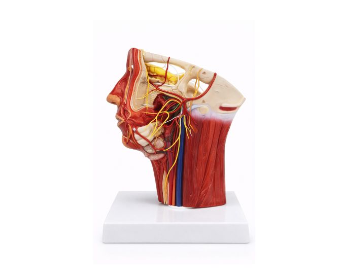 Anatomical Face and Cervical Nerve & Vessel Distribution Study Model - Product Image