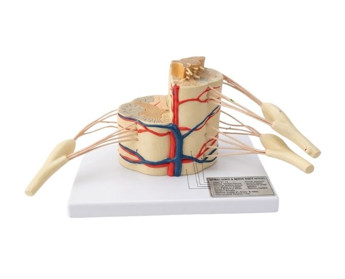 Human Spinal Cord Model