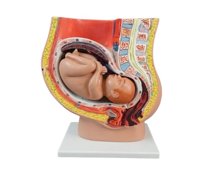 Baby with Pelvis Fiber Model - Product Image