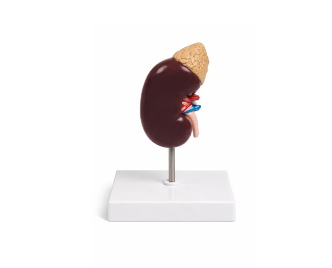 Human Kidney Structure Model 2X Enlarged for Learning - Product Image
