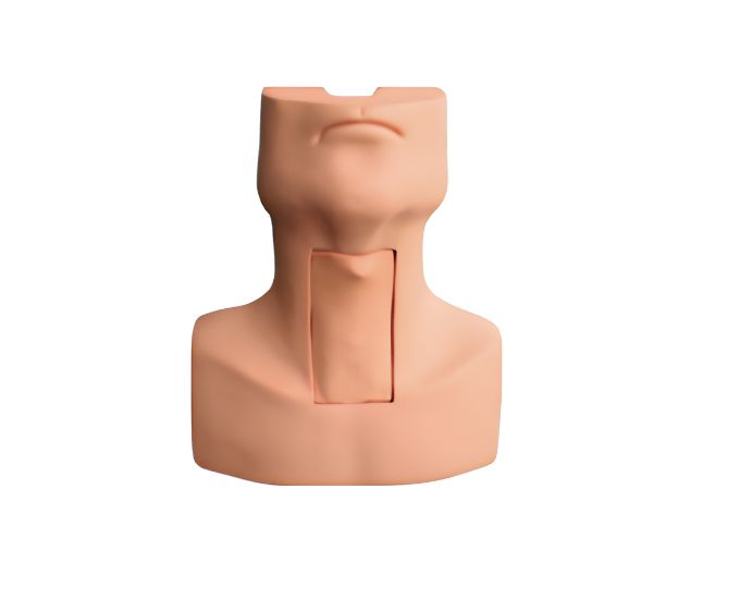 Tracheotomy & Endotracheal Intubation Training Model - Product Image
