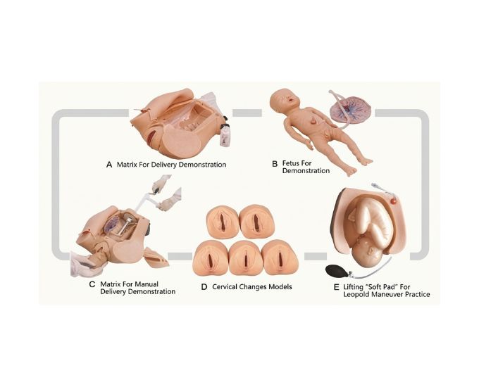 Advanced Abdominal Palpation and Delivery Mechanism Simulator with Leopold Maneuver Training