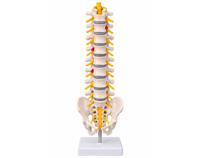 Lumbar Vertebra Sacrum Bone with Spinal Nerves Model - Product Image
