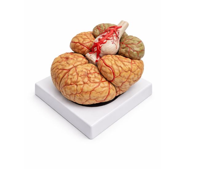 Human Brain Anatomy Model 9 Parts