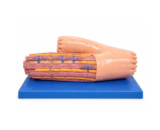 Cardiac Muscle Structure Anatomy Model for Medical Study - Product Image