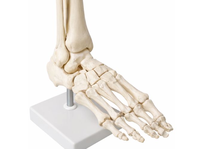 Foot joint (Without Ligaments)