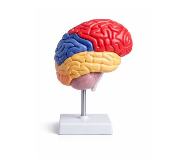 Human Brain Half Anatomy Model