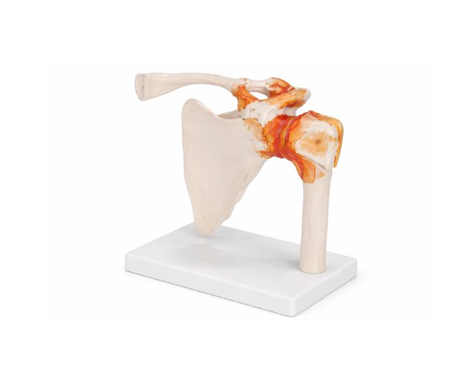 Human Shoulder Joint Anatomy Model Life Size for Study