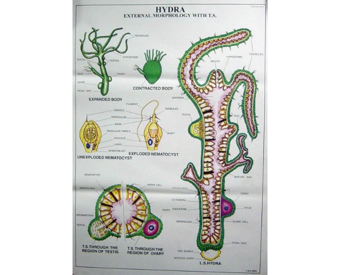Porifera, Coelenterata & Platyhelminthes Educational Chart