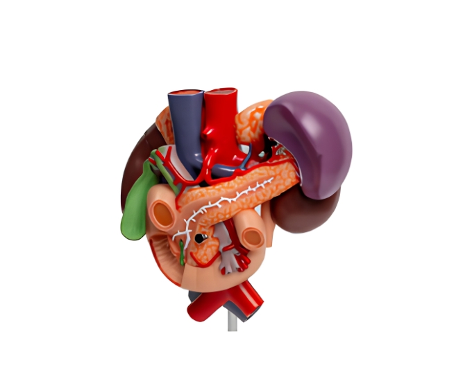 Kidney Model with Rear Organs of Upper Abdomen (3 Parts) - Product Image