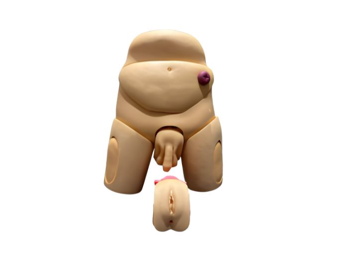 Unisex Catheterization Training Model - Product Image