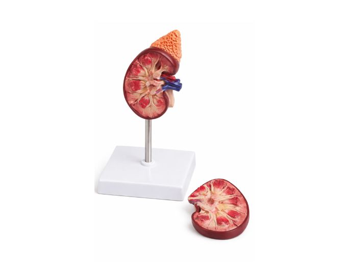 Human Kidney Model 1.5X Enlarged for Anatomy Study - Product Image