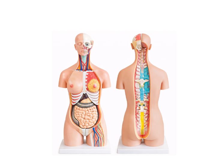 Dual Sex Torso Anatomy Model – 40 Parts - Product Image