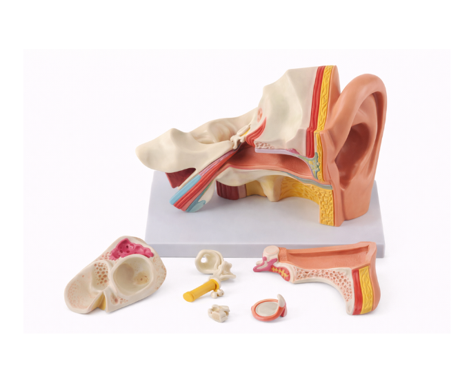 Human Ear Anatomy Model - Product Image 2