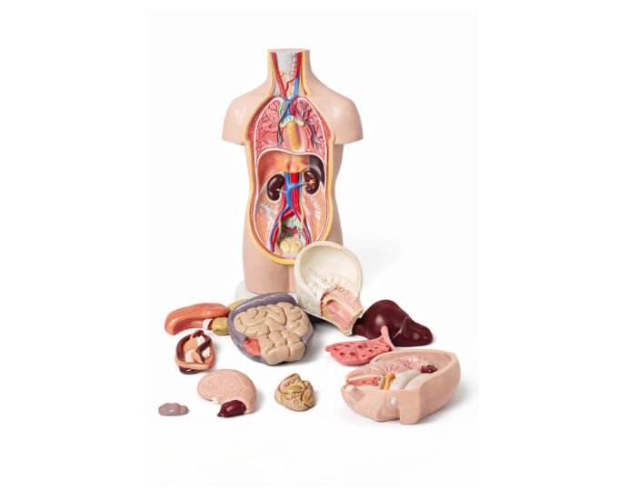 Human unisex torso with head dissection – 12 parts - Product Image