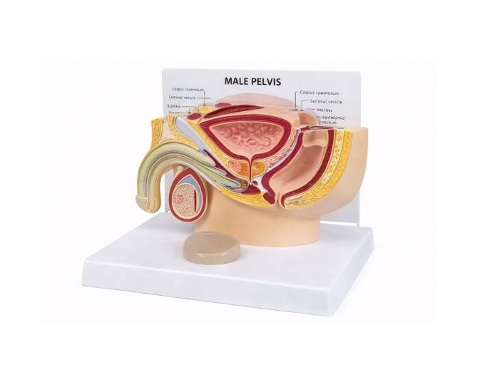 Male Pelvis Anatomy Model with Prostate Detail and Study Card - Product Image